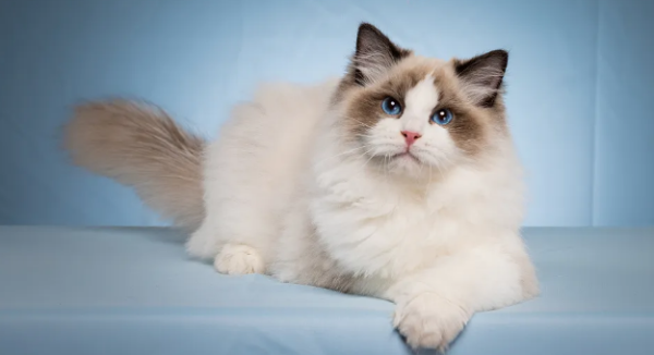 Have cute pets at home | How to repel mosquitoes in families with cats?