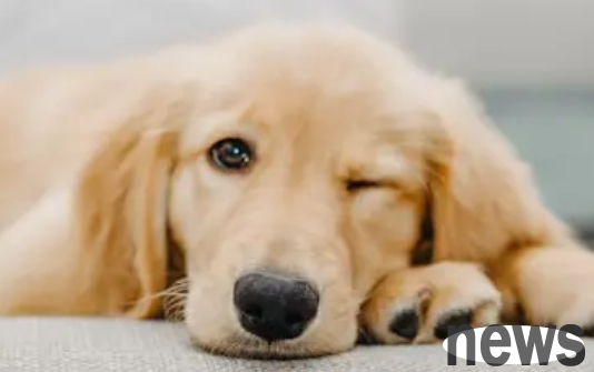 The ranking of dog loyalty, let’s see if your dog is on the list!