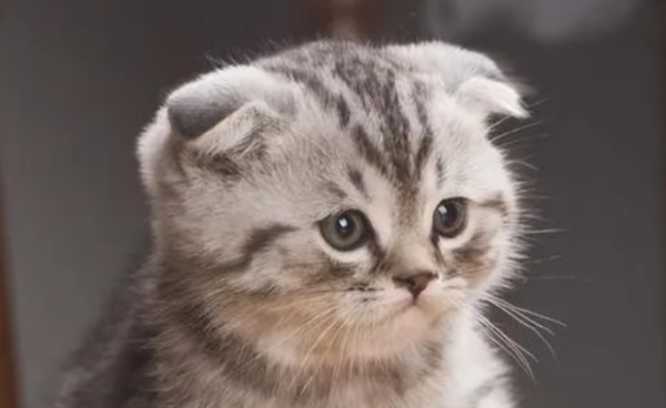 These cats can be called 
