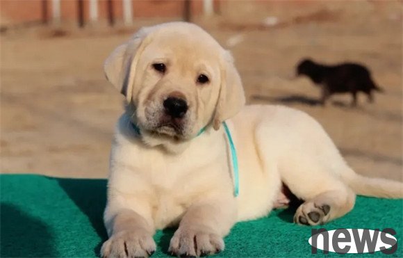 Several species of dogs with very short lifespans. If you raise them, you should cherish them.