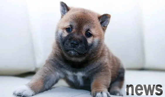 Causes of kidney failure in dogs