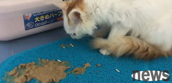 What is the reason why a cat is pulling and vomiting