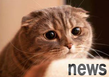 Do cats raised indoors have toxoplasma gondii?