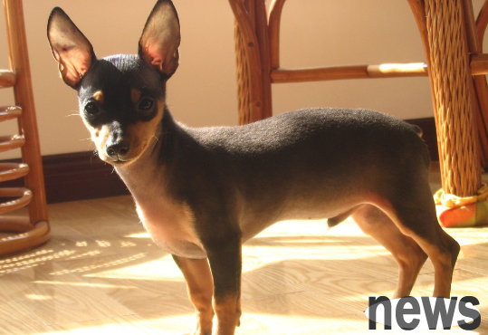 5 types of small dogs suitable for home, see where the home is