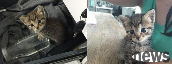 Abandoned by a cardboard box, a cat is loved by 20 people and learns to play skateboarding