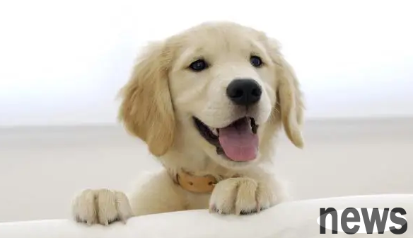 What is the difference between a dog’s cold and canine distemper? A must-see for shovelers!