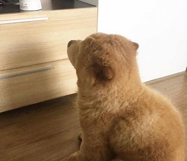 Chow Chow: I wasn’t beaten, I was so sleepy that my eyes were swollen! Does this look like Du Haitao or Li Ronghao?