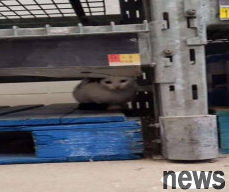 When I came across a stray cat sleeping on a shelf while visiting a store, my mother Nuan decided to adopt her.